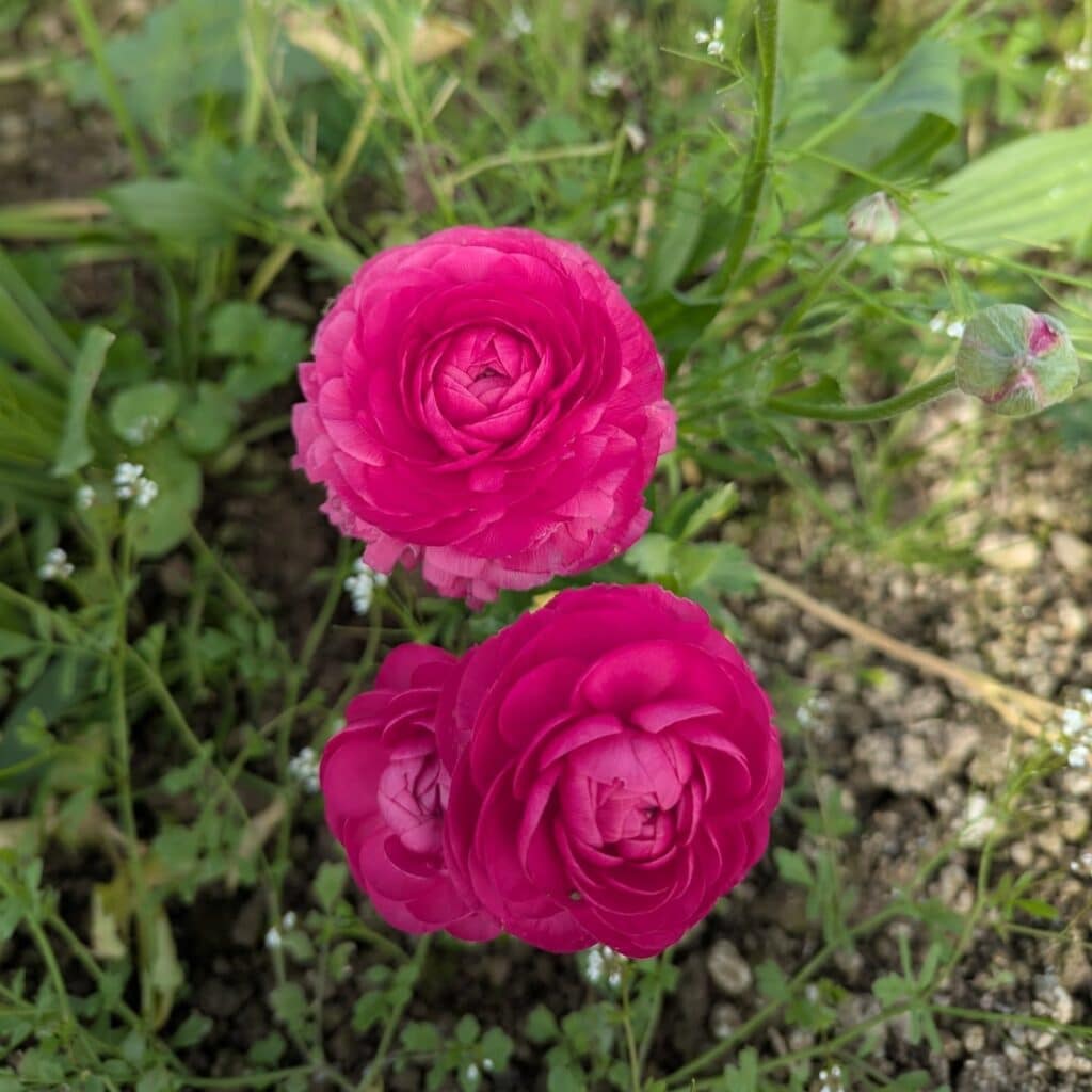 Producteur de fleurs entre Orthez, Mourenx et Hagetmau