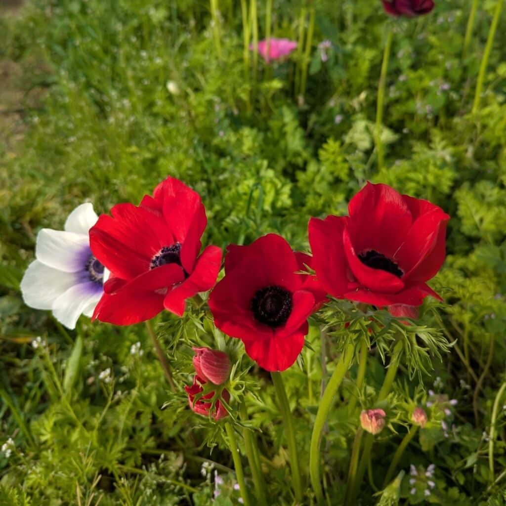 Producteur de fleurs entre Orthez, Mourenx et Hagetmau