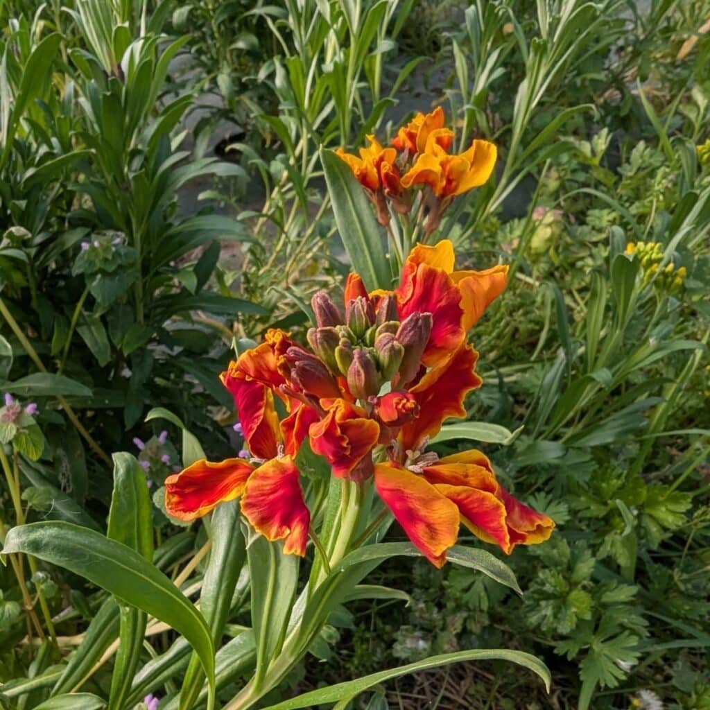 Producteur de fleurs entre Orthez, Mourenx et Hagetmau