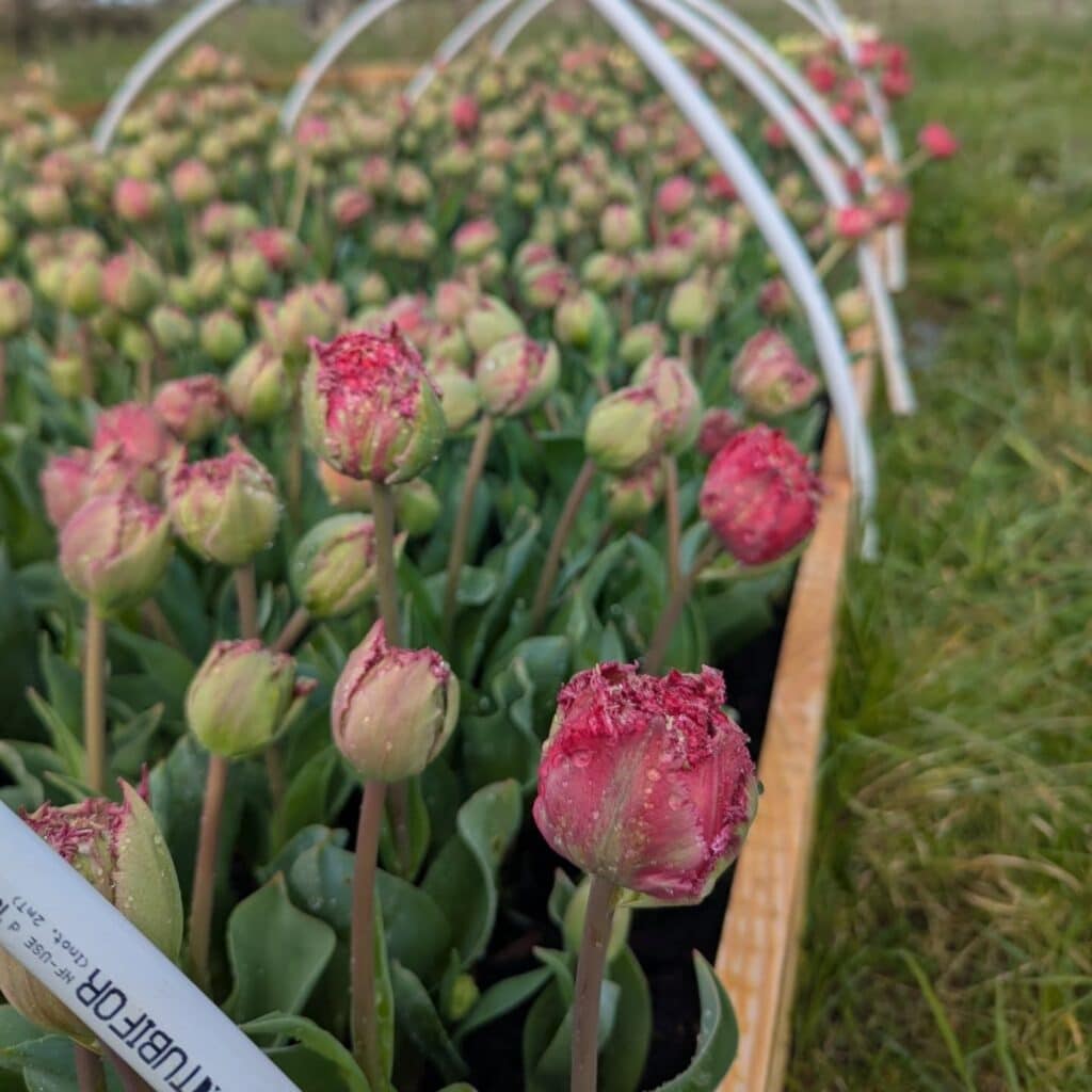 Producteur de fleurs entre Orthez, Mourenx et Hagetmau