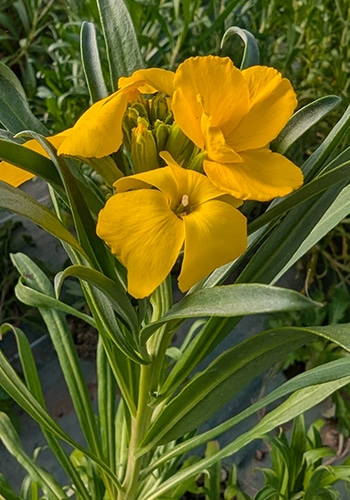 Producteur de fleurs entre Orthez, Mourenx et Hagetmau