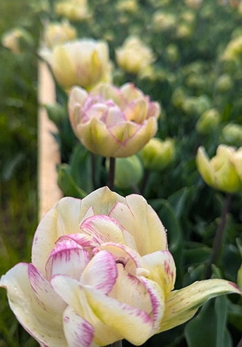 Producteur de fleurs entre Orthez, Mourenx et Hagetmau